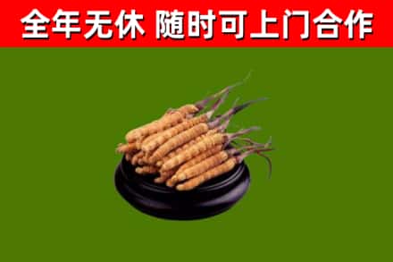 双柏烟酒回收冬虫夏草.jpg